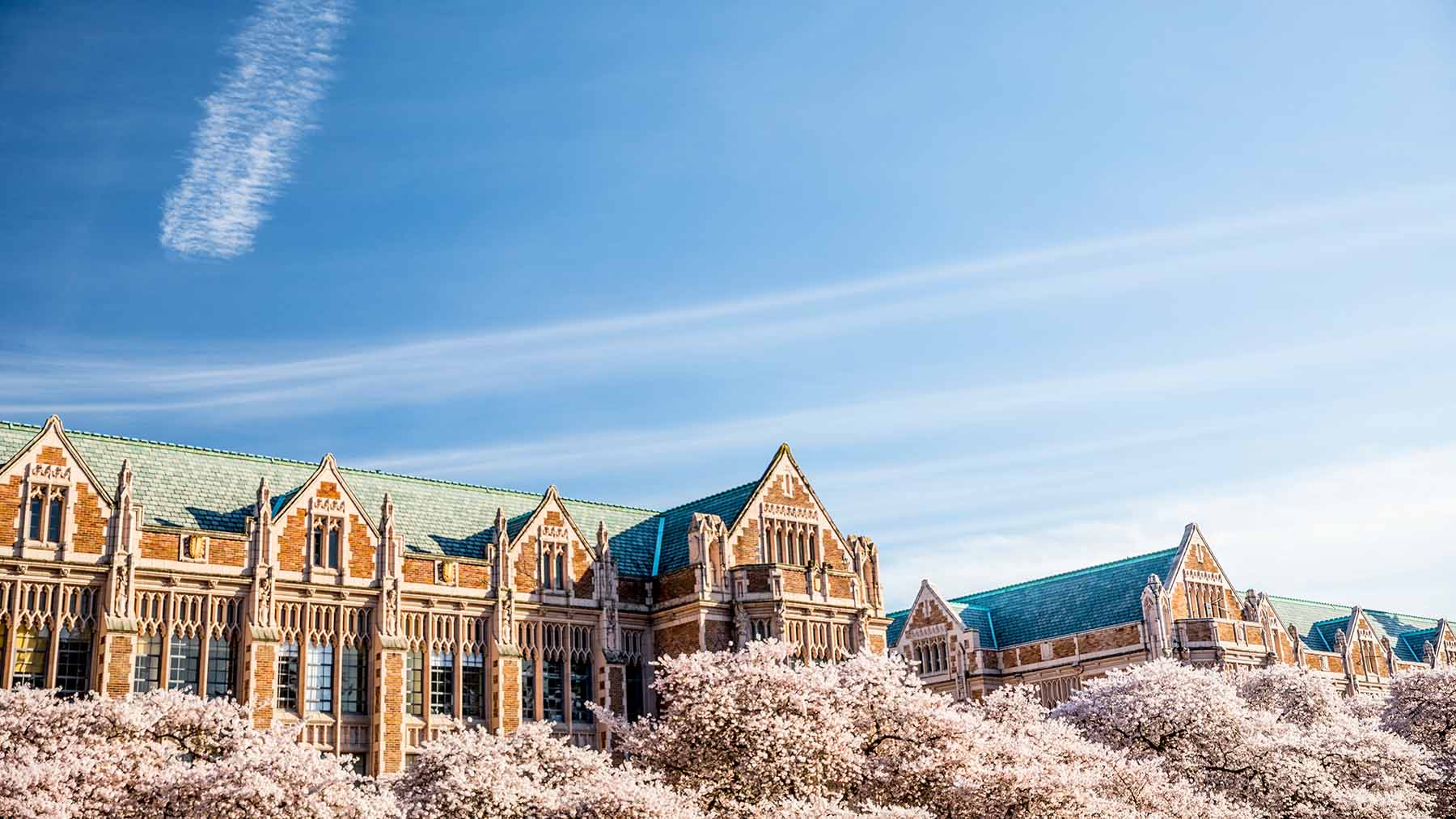 Miller Hall surrounded by cherry blossoms