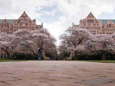 UW quad surrounded by cherry blossoms